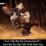 Trực Tiếp Đá Gà Campuchia 67 – Xem Đá Gà Hấp Dẫn Nhất Hiện Nay
