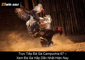 Xem Tướng Gà Đá Hay: Bí Quyết Chọn Chiến Kê Từ Tướng Mạo