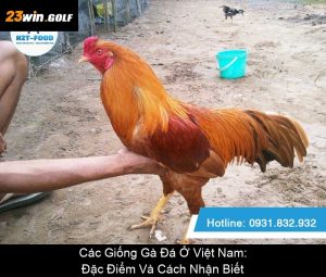 Xem Tướng Gà Đá Hay: Bí Quyết Chọn Chiến Kê Từ Tướng Mạo
