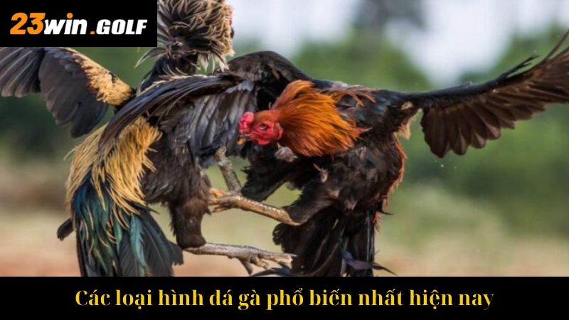 Các loại hình đá gà phổ biến nhất hiện nay