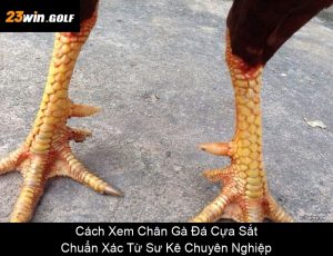 Xem Tướng Gà Đá Hay: Bí Quyết Chọn Chiến Kê Từ Tướng Mạo