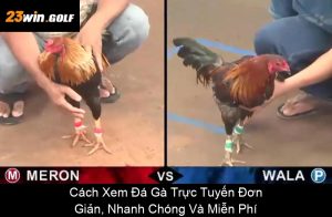 Xem Tướng Gà Đá Hay: Bí Quyết Chọn Chiến Kê Từ Tướng Mạo