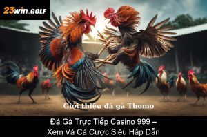 Xem Tướng Gà Đá Hay: Bí Quyết Chọn Chiến Kê Từ Tướng Mạo