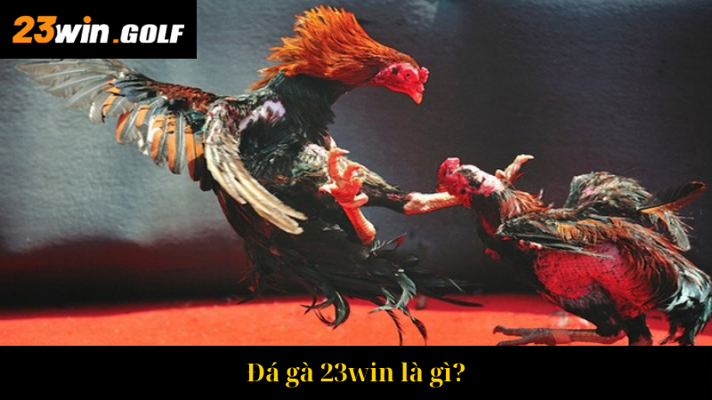 Đá gà 23win là gì