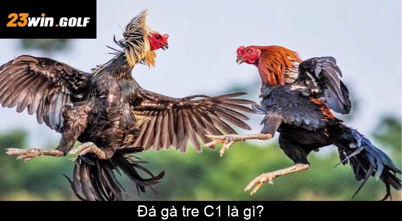 Đá gà tre C1 là gì