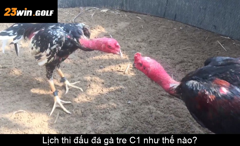 Lịch thi đấu đá gà tre C1 như thế nào